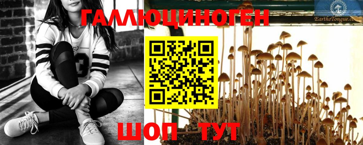 Галлюциногенные грибы Psilocybine cubensis Чапаевск